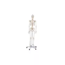 Modellismo